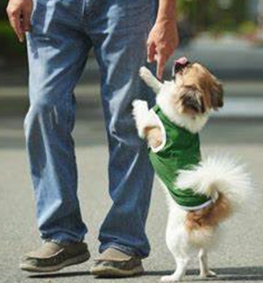 Demanding dog behavior: end it!