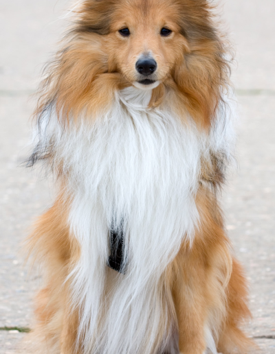 - Pawsitively Polite Dog Training