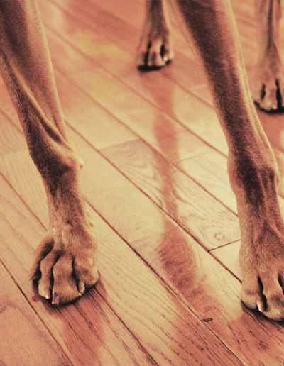 - Pawsitively Polite Dog Training