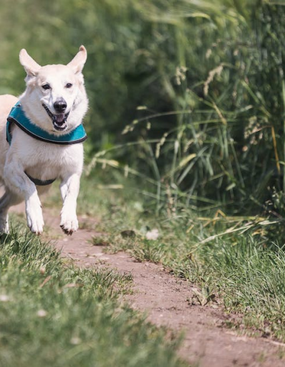 - Pawsitively Polite Dog Training