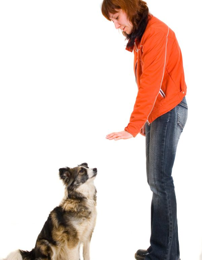 - Pawsitively Polite Dog Training