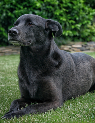 - Pawsitively Polite Dog Training