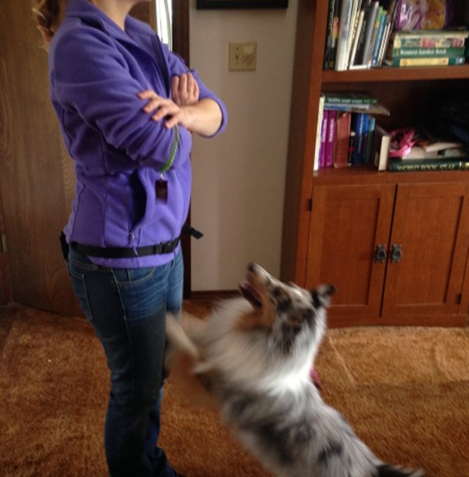 Change your behavior, change your dog’s bad habits