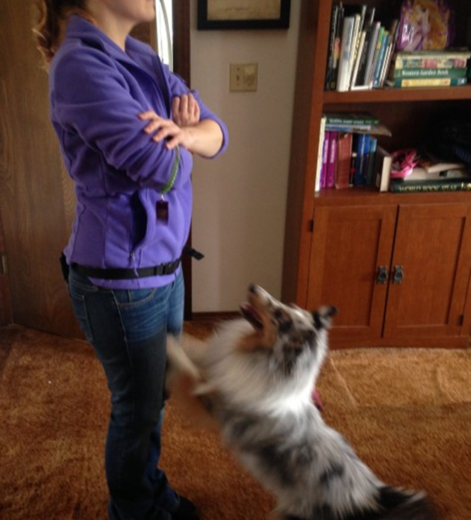 picture of dog jumping on woman