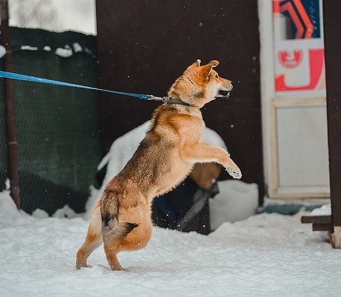 dog pulling on a leash