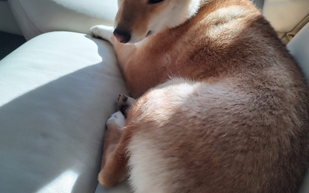 The Dog Trainer Hypocrite