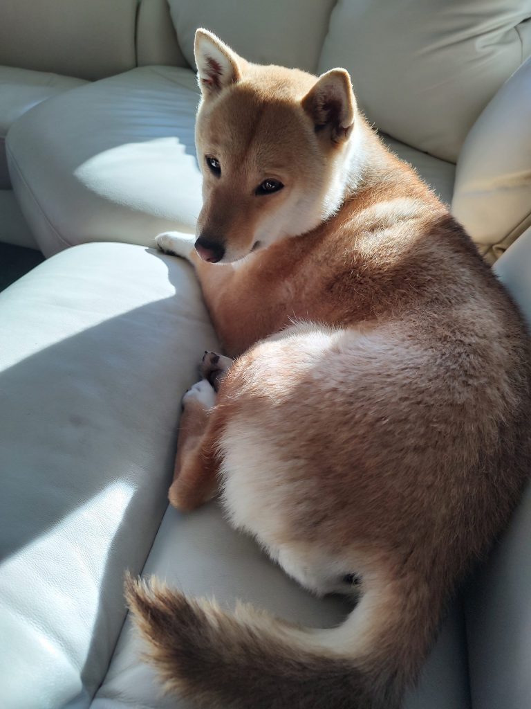 Mochi, the author's Shiba Inu dog