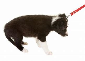 Mobile Dog Training Services for Behavior Modification
