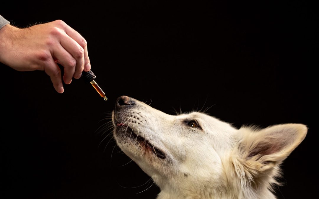 Pharmaceutical Intervention For Reactive Dogs