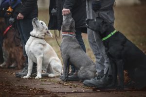 Understanding the Training Needs of Different Dog Breeds