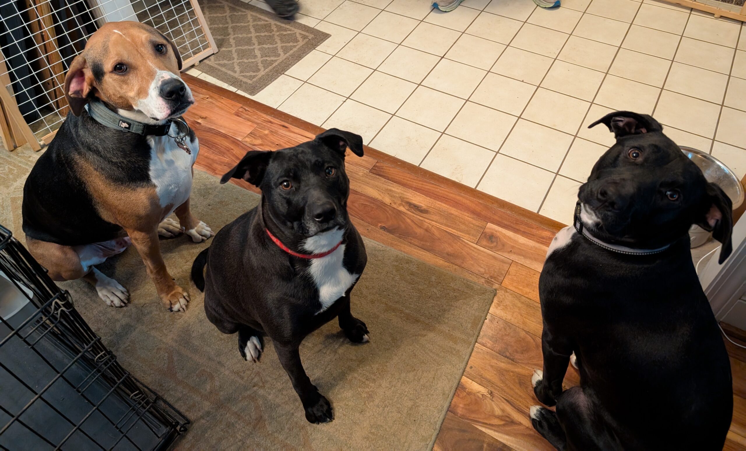 Sylvia and Scott dogs